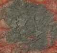 Crinoid (Scyphocrinites) Plate - Boutschrafin, Morocco #116841-1